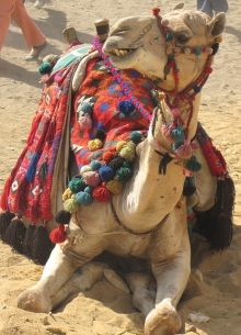 Camel at Giza pyramids in Egypt